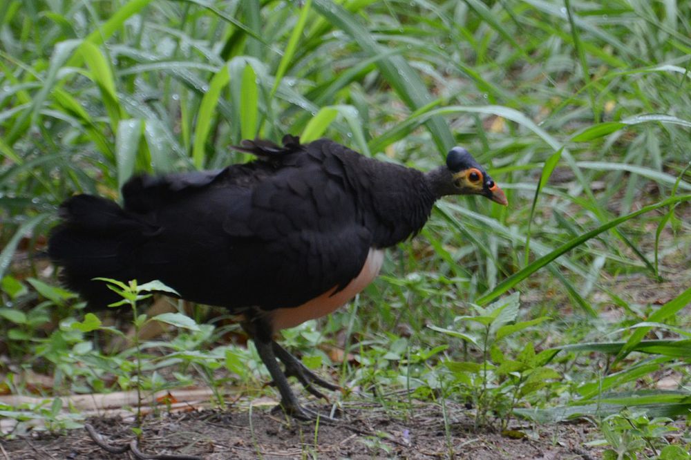 4 Spesies Burung di Indonesia Timur, Ada Cenderawasih si Burung Surga