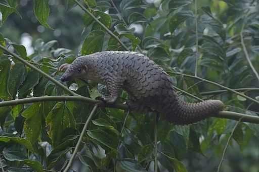 Nyaris Ketabrak Mobil, Seekor Trenggiling Dievakuasi Damkar Semarang