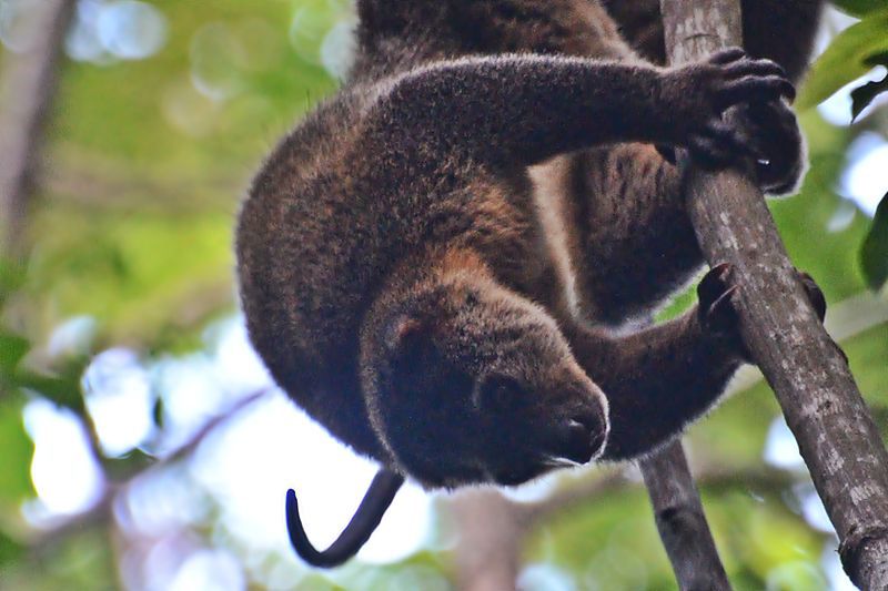 5 Fakta Kuskus Beruang, Mamalia Berkantung Endemik Sulawesi 