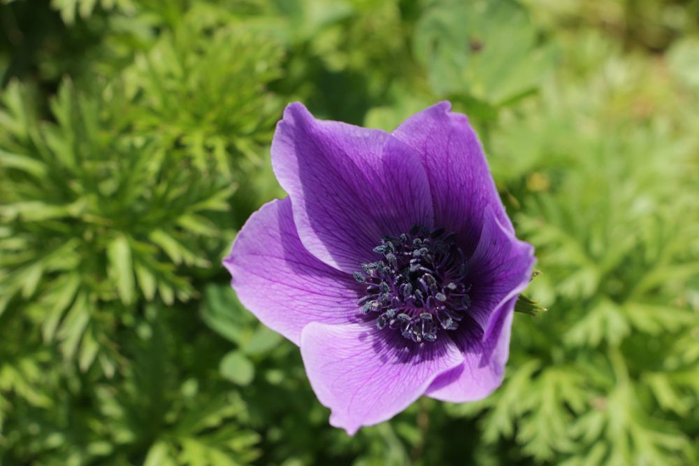 10 Rekomendasi Bunga Warna Ungu, Cantik untuk Kebun Kamu 