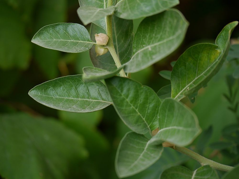 7 Tanaman Herbal yang Bantu Perbaiki Kualitas Tidur, Atasi Insomnia!