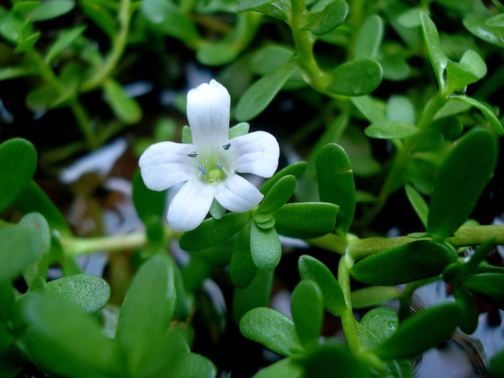 6 Rekomendasi Aquatic Flower untuk Percantik Kolammu, Bunganya Indah