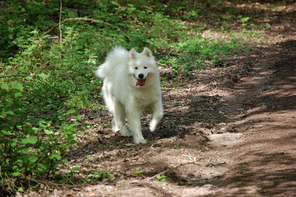 5 Fakta Anjing Samoyed, Salah Satu Jenis Ras Anjing Termahal