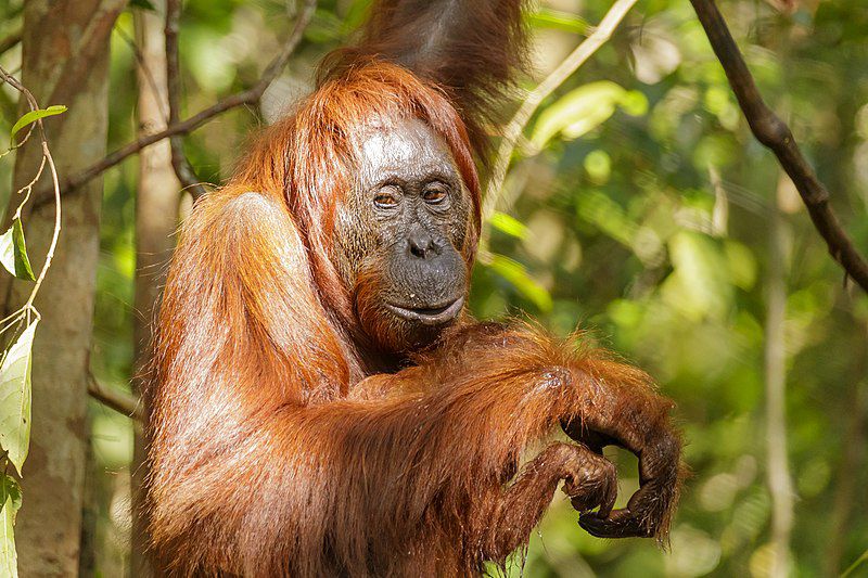 7 Spesies Primata Endemik Kalimantan, Ada yang Pandai Berenang!