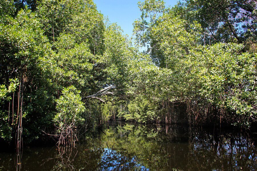 Reklamasi Tak Hanya Merusak Mangrove, Tapi Seluruh Surabaya