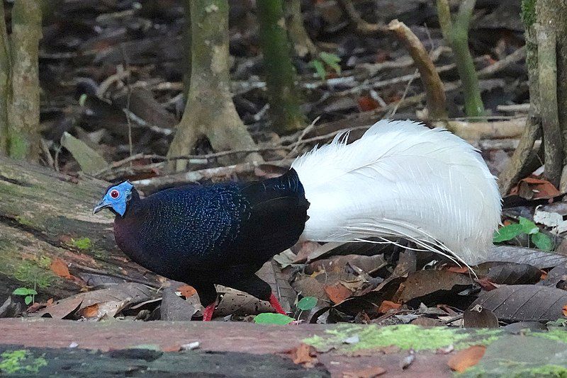 6 Fakta Sempidan Kalimantan, Burung yang Menghadapi Ancaman Kepunahan