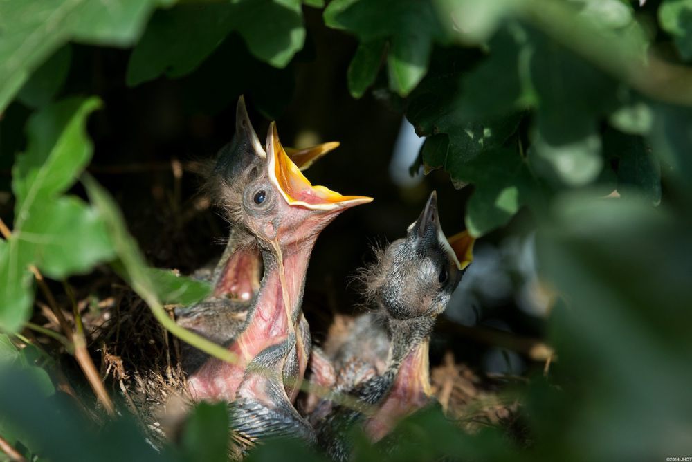 5 Fakta Seriwang Sangihe, Burung Langka yang Sempat Dianggap Punah