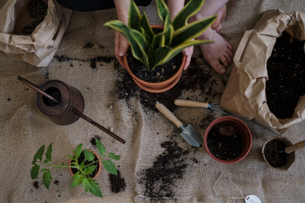 6 Tanda Tanaman perlu Dipindahkan ke Pot Baru, Perhatikan!