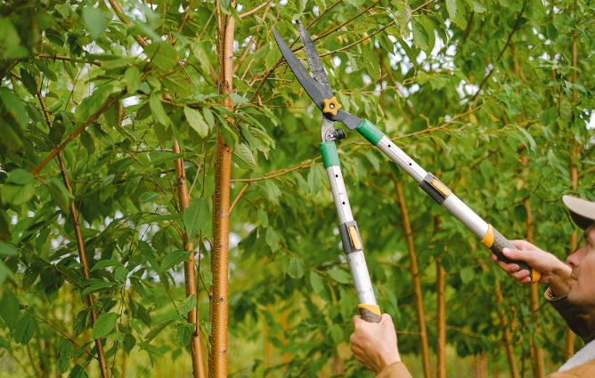 Tips Memangkas Tanaman dengan Benar, Biar Lebih Sehat!