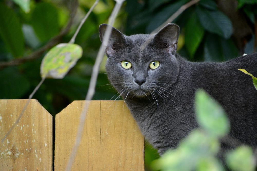 6 Fakta Unik Kucing Korat, Kucing yang Cerdas dan Ramah