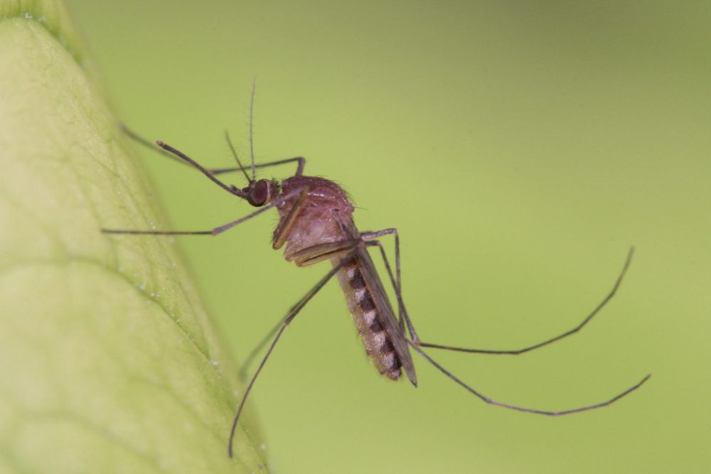 5 Spesies Nyamuk Rumah, Vektor Beberapa Virus