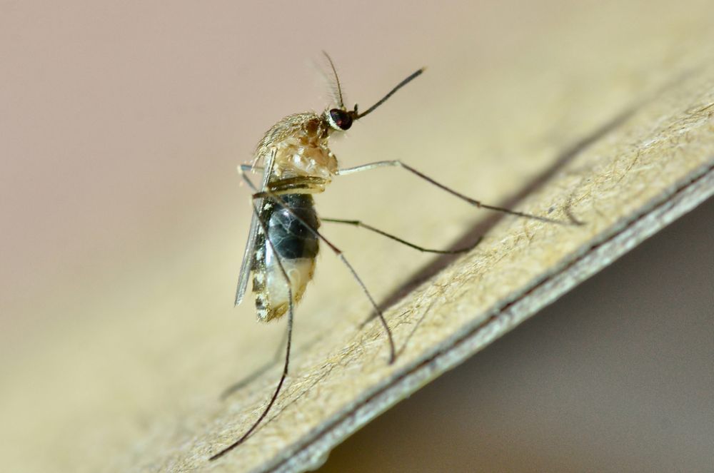 5 Spesies Nyamuk Rumah, Vektor Beberapa Virus