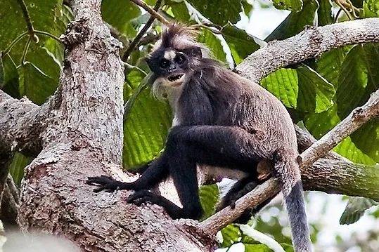 7 Spesies Primata Endemik Kalimantan, Ada yang Pandai Berenang!