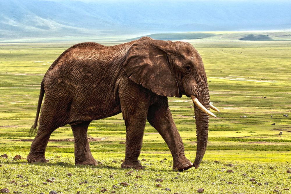 Warga Muara Lakitan Waswas Gajah Rusak Pondokan Kebun