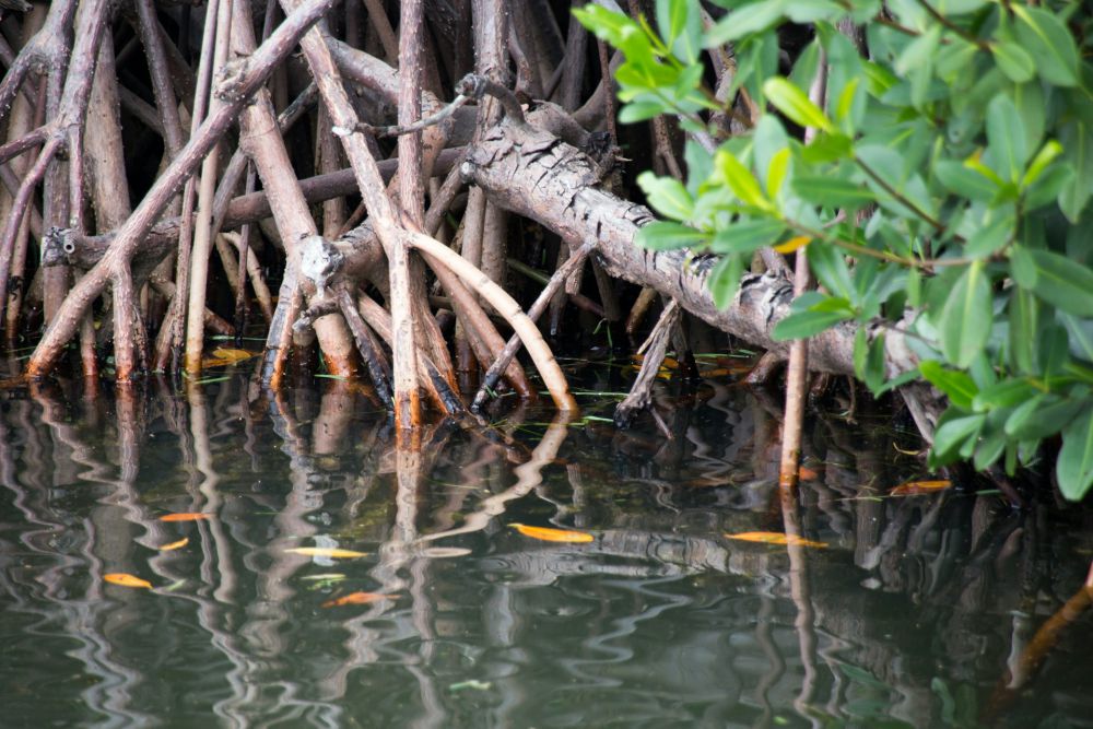 Reklamasi Tak Hanya Merusak Mangrove, Tapi Seluruh Surabaya