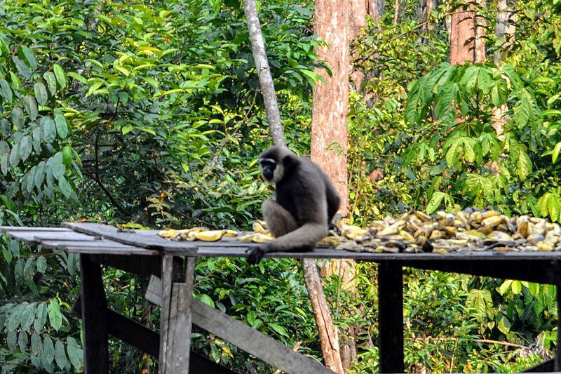 7 Spesies Primata Endemik Kalimantan, Ada yang Pandai Berenang!