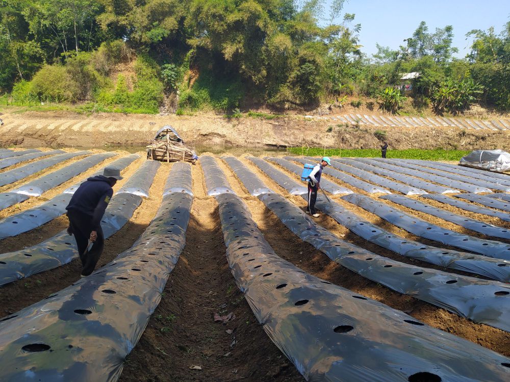 Berkah Kemarau, Ijip Ketiban Rezeki di Tengah Surutnya Sungai Cibitung