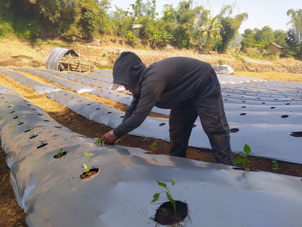 Berkah Kemarau, Ijip Ketiban Rezeki di Tengah Surutnya Sungai Cibitung