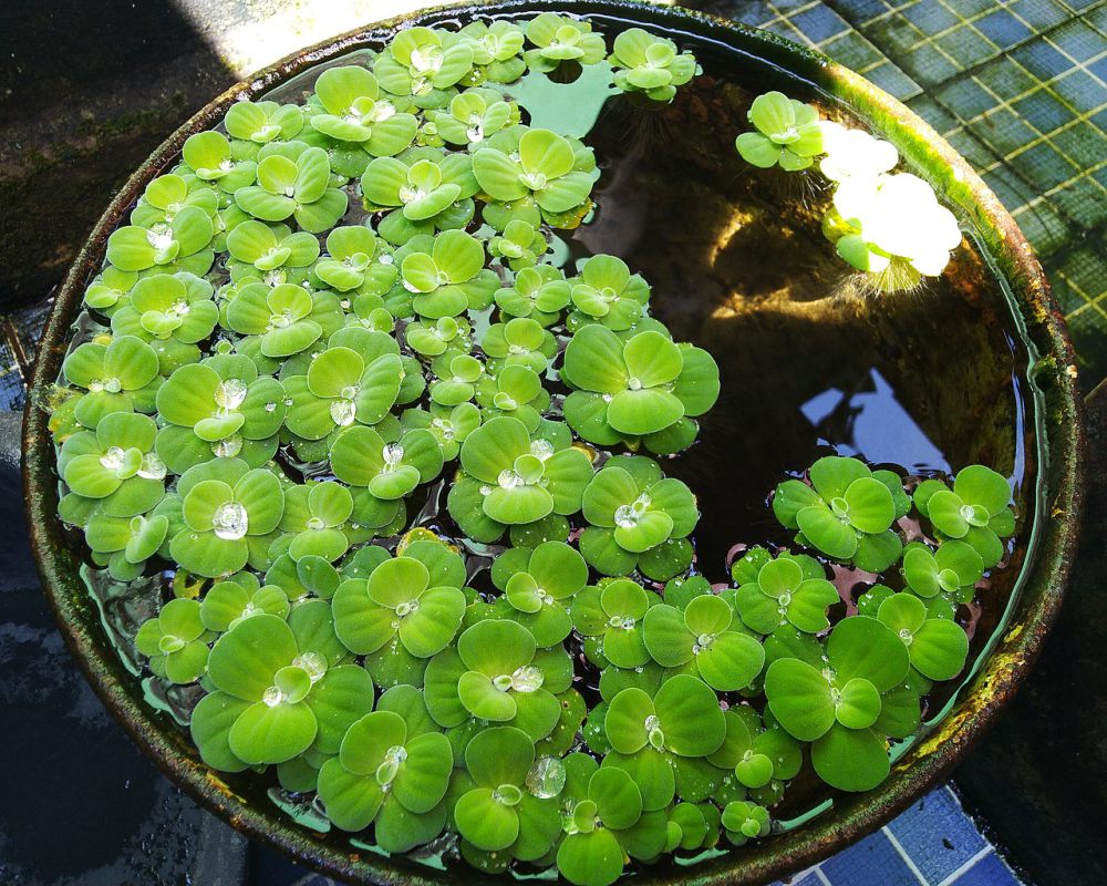 6 Rekomendasi Aquatic Flower untuk Percantik Kolammu, Bunganya Indah