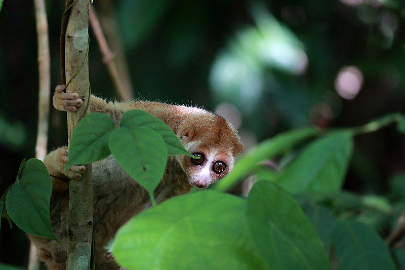 7 Spesies Primata Endemik Kalimantan, Ada yang Pandai Berenang!