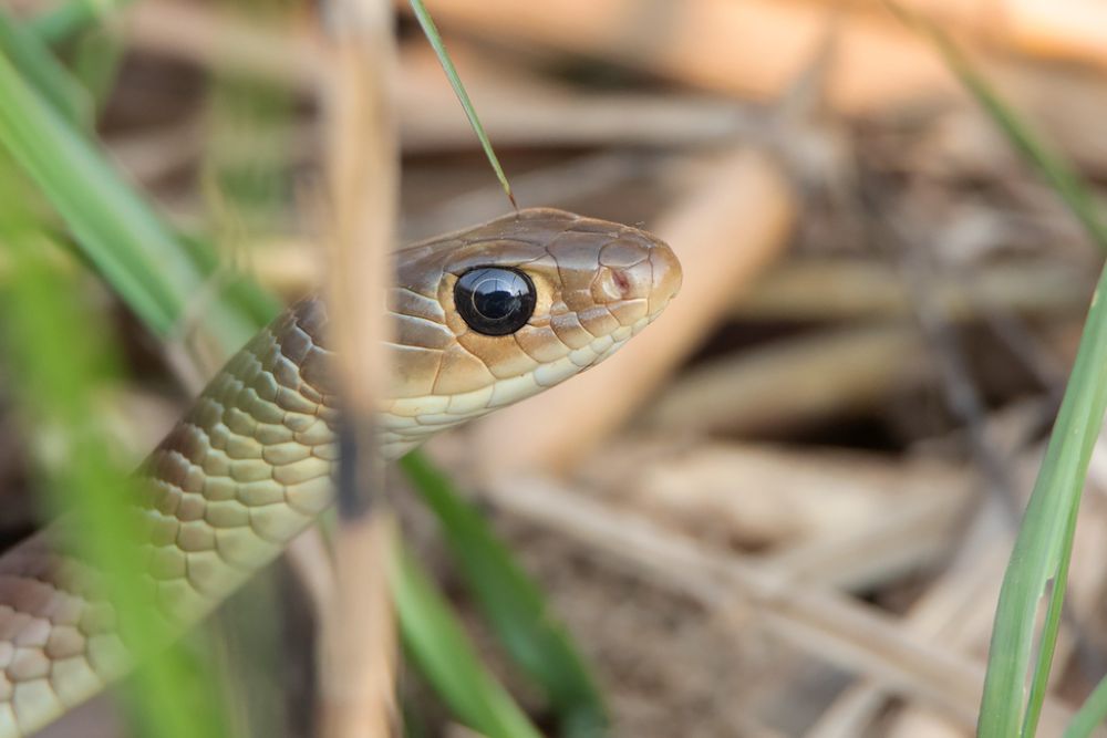 6 Makanan Utama Ular di Alam Liar, Tidak Cuma Burung dan Tikus!