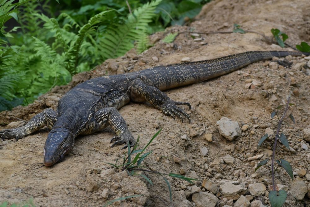 5 Reptil yang Kerap Terlihat di Area Waduk, Ada Biawak sampai Ular!