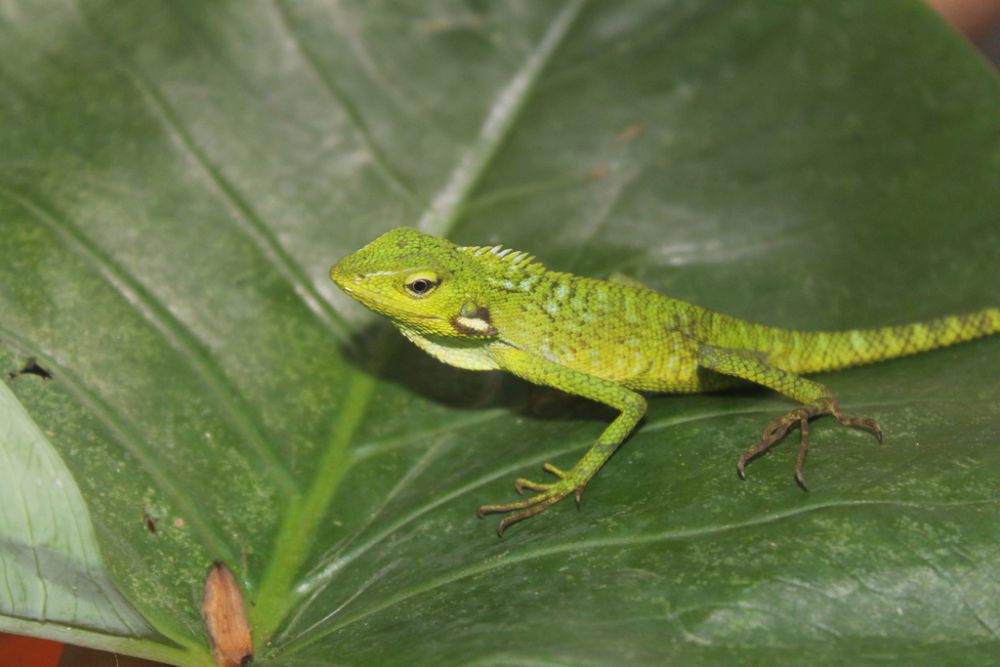 5 Reptil yang Kerap Terlihat di Area Waduk, Ada Biawak sampai Ular!