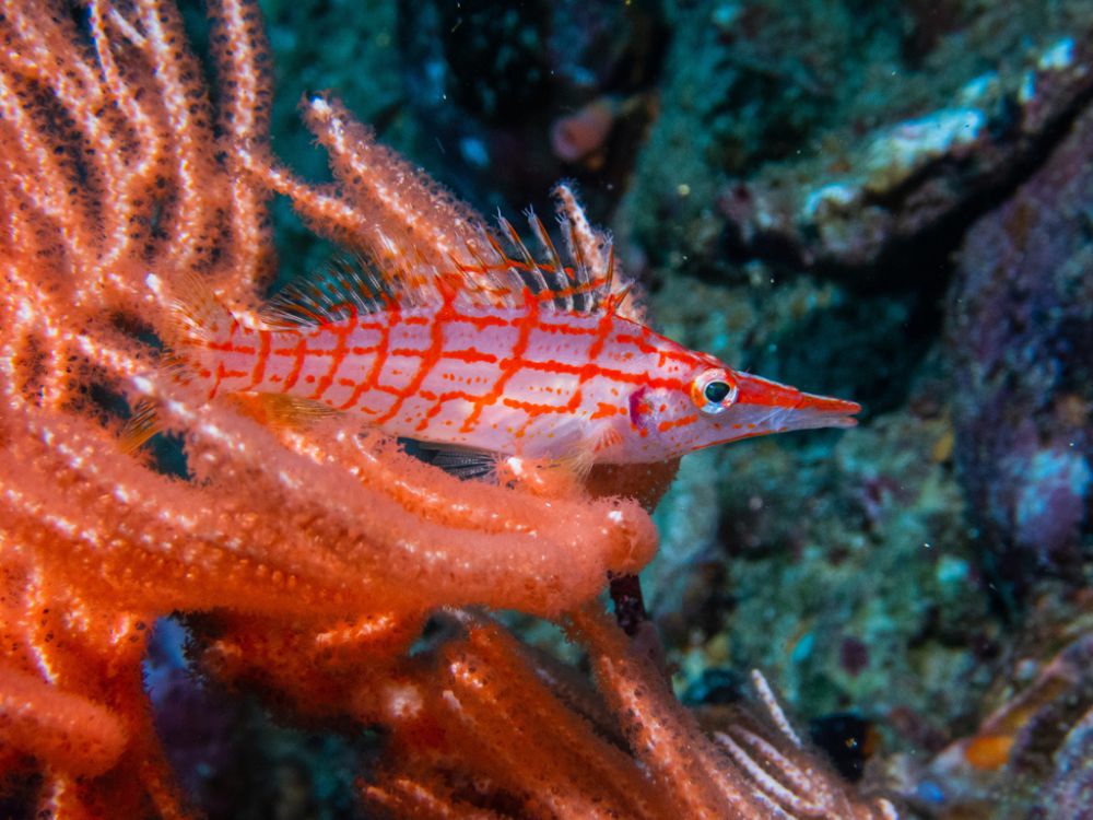 5 Fakta Menarik Longnose Hawkfish, Mampu Menyelam hingga 100 Meter