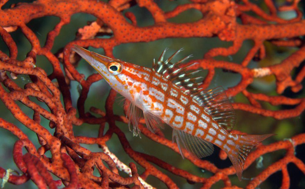 5 Fakta Menarik Longnose Hawkfish, Mampu Menyelam hingga 100 Meter