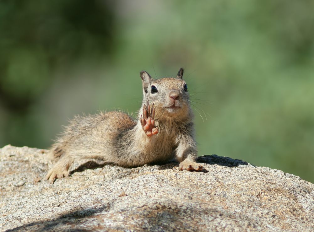 6 Makanan Utama Ular di Alam Liar, Tidak Cuma Burung dan Tikus!