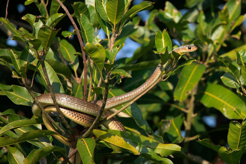 5 Reptil yang Kerap Terlihat di Area Waduk, Ada Biawak sampai Ular!