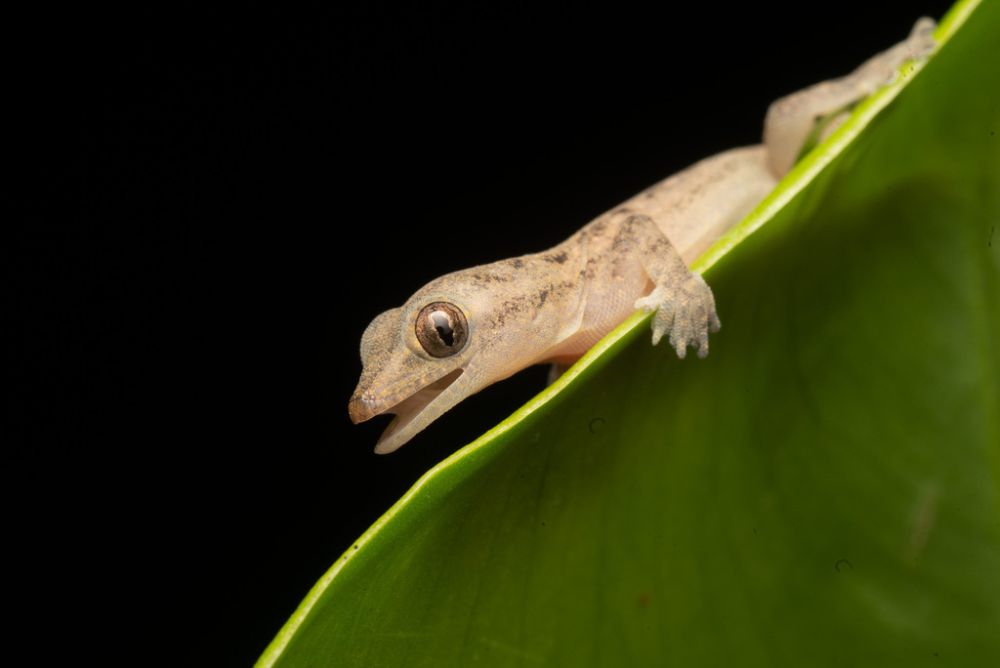 5 Reptil yang Kerap Terlihat di Area Waduk, Ada Biawak sampai Ular!