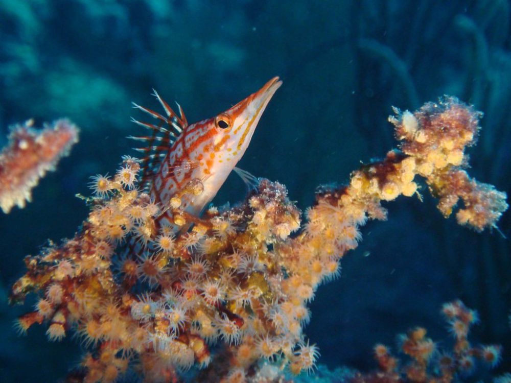 5 Fakta Menarik Longnose Hawkfish, Mampu Menyelam hingga 100 Meter