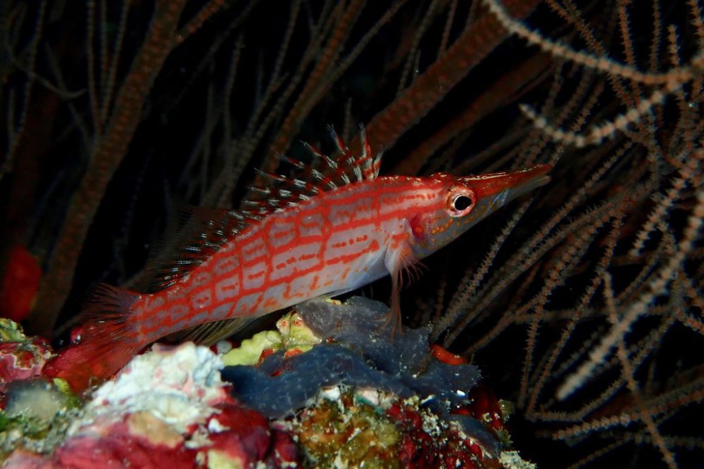 5 Fakta Menarik Longnose Hawkfish, Mampu Menyelam hingga 100 Meter