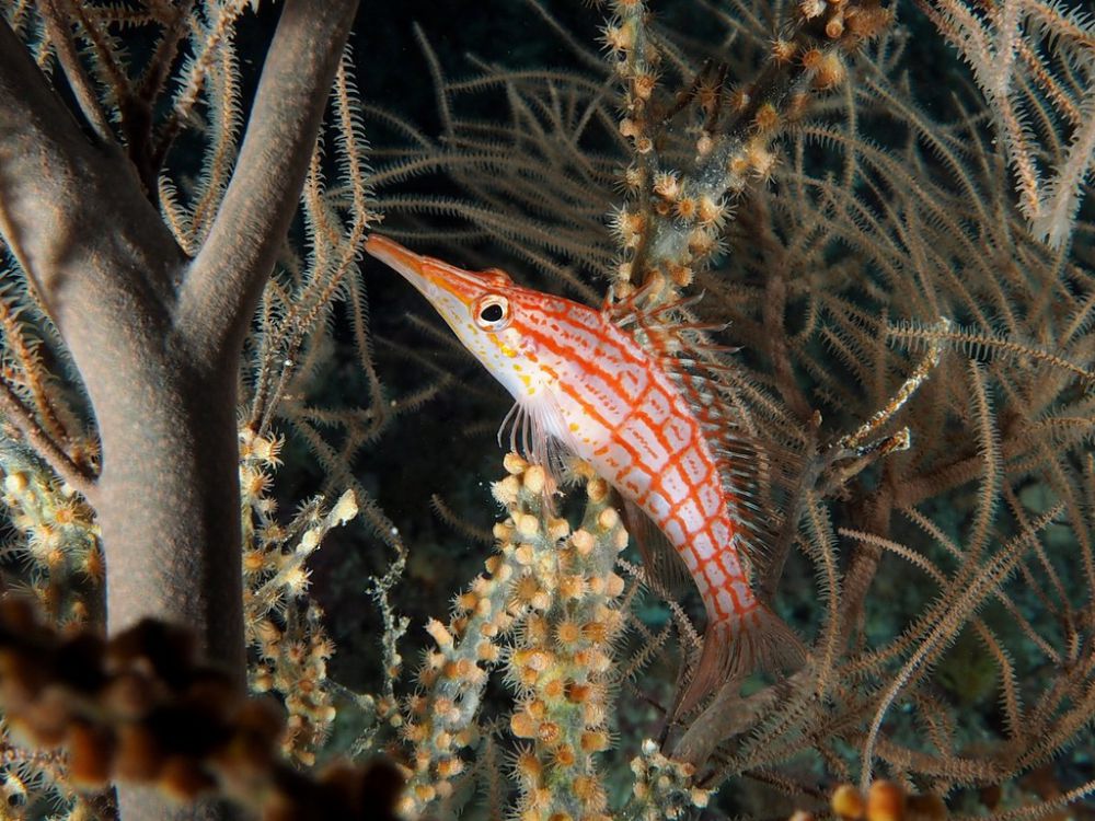 5 Fakta Menarik Longnose Hawkfish, Mampu Menyelam hingga 100 Meter