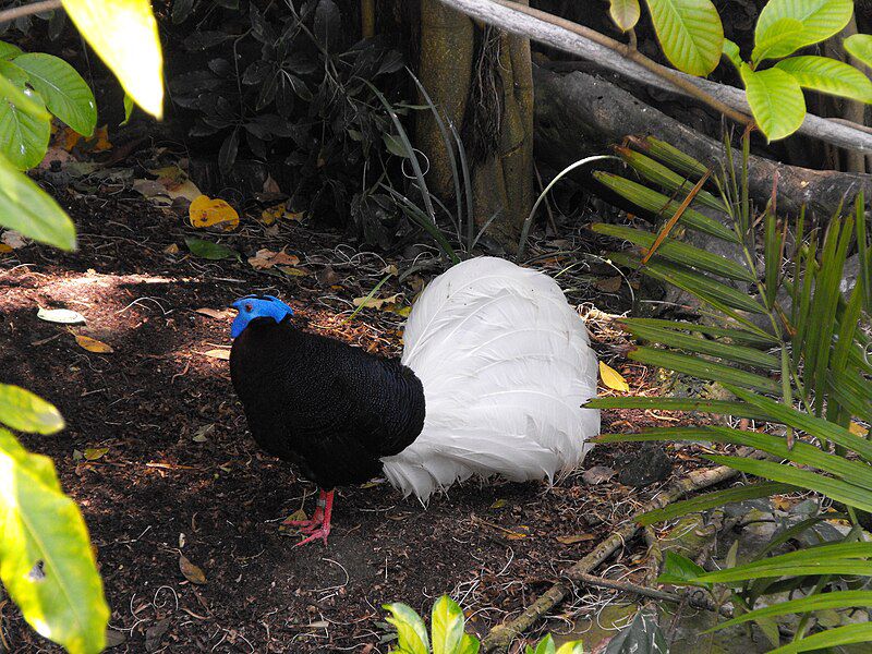 6 Fakta Sempidan Kalimantan, Burung yang Menghadapi Ancaman Kepunahan