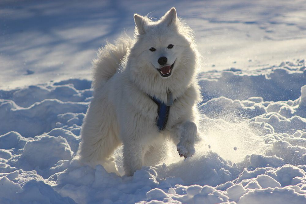 5 Fakta Anjing Samoyed, Salah Satu Jenis Ras Anjing Termahal