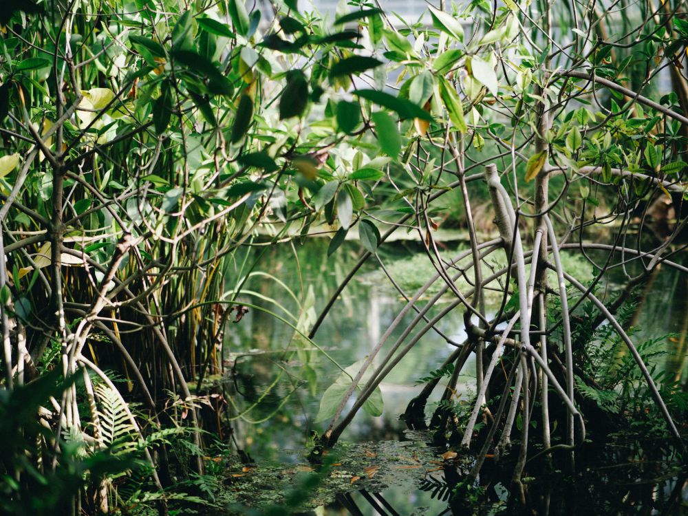 Reklamasi Tak Hanya Merusak Mangrove, Tapi Seluruh Surabaya