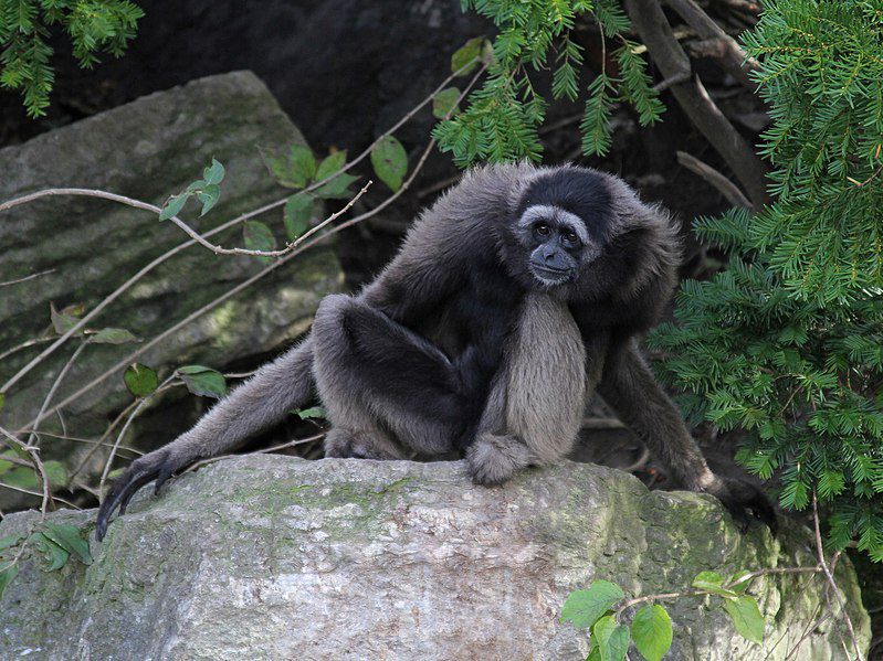 7 Spesies Primata Endemik Kalimantan, Ada yang Pandai Berenang!