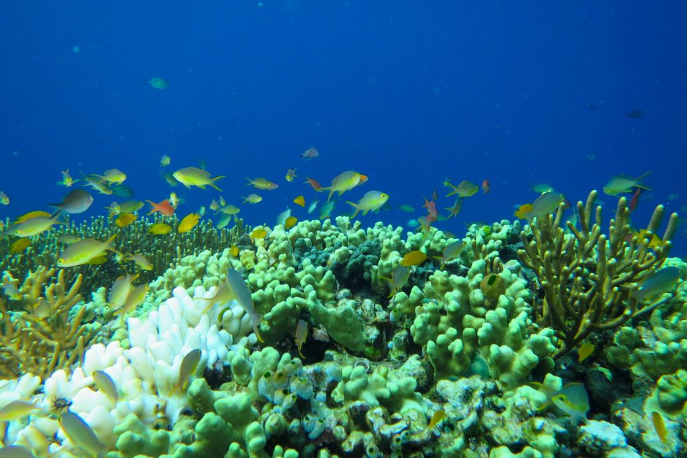 5 Tips Snorkeling Pemula di Bali, Persiapkan dengan Baik