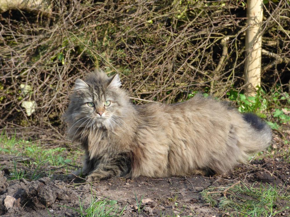 Ini 7 Ras Kucing Tertua yang Ada di Bumi