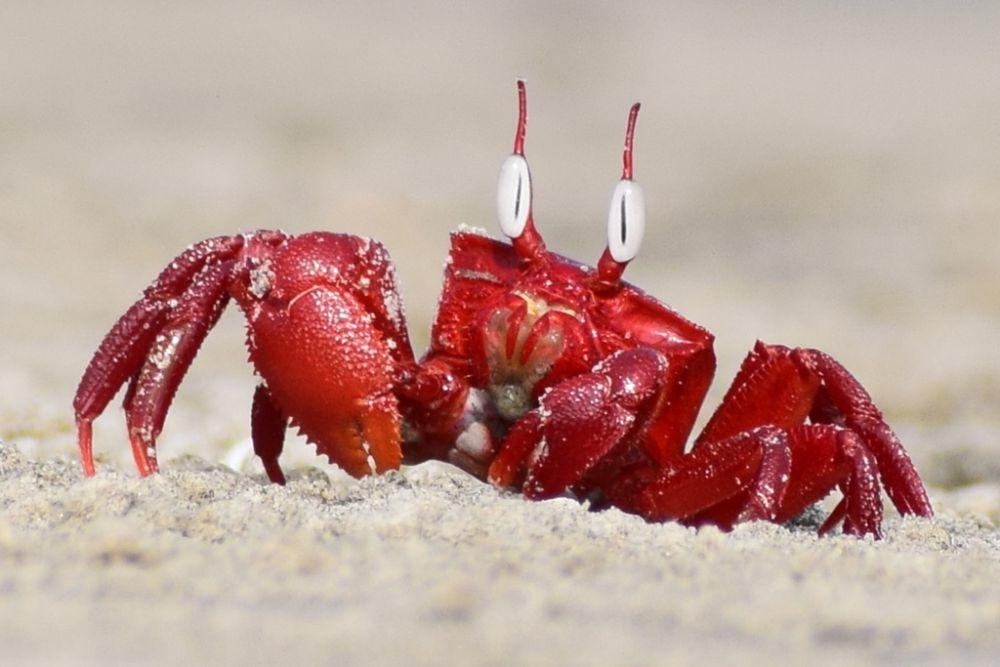 7 Jenis Kepiting Hantu, Salah Satunya Ada yang Berwarna Mera