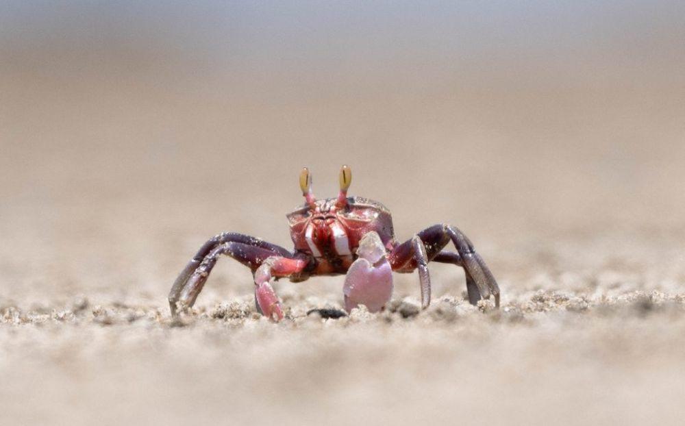 7 Jenis Kepiting Hantu, Salah Satunya Ada yang Berwarna Mera