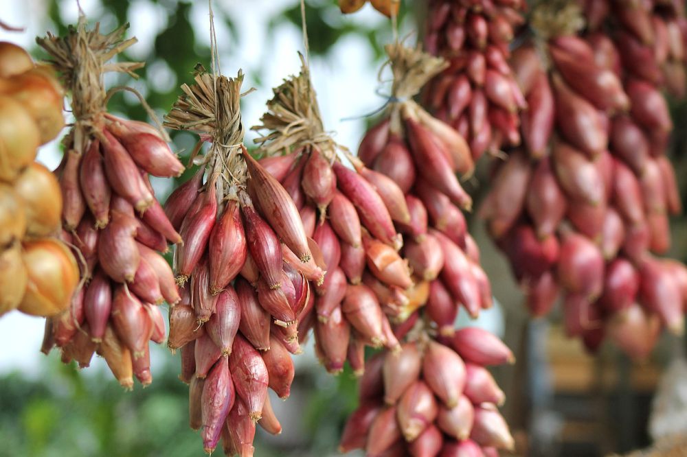 7 Tips Ampuh Menyimpan Bawang Merah Agar Tahan Lama, Gak Mudah Busuk!