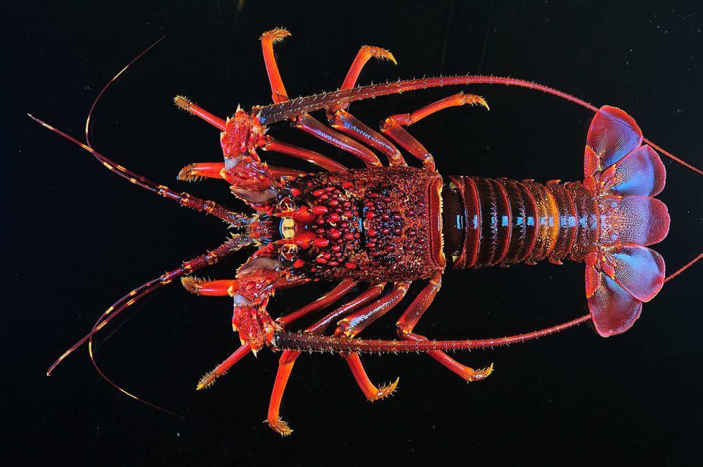 5 Spesies Lobster dari Genus Panulirus yang Hidup di Asia