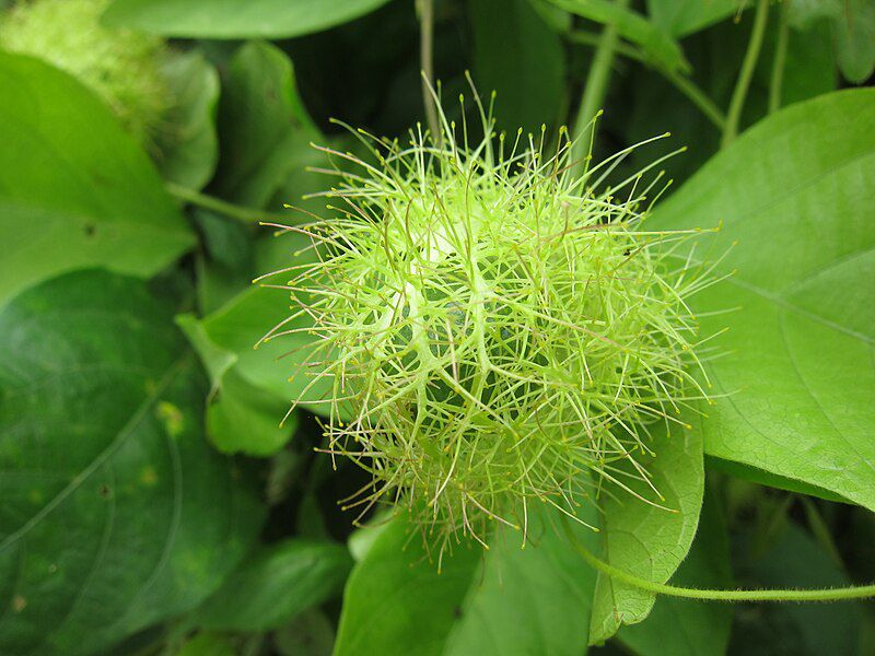 Buah Kecil Berselimut Rambut, tapi Bukan Rambutan, Ini 6 Fak