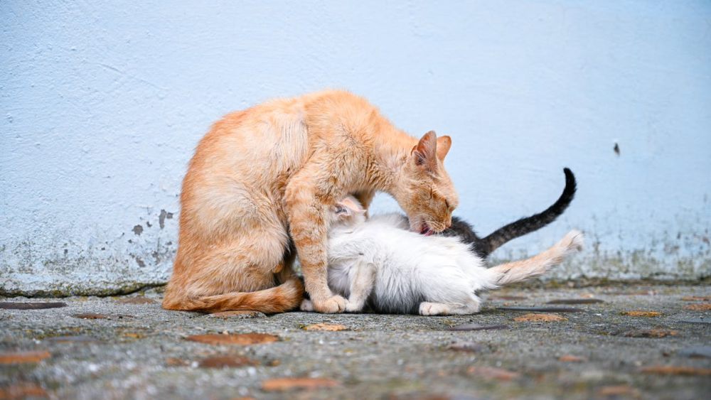 Apakah Induk Kucing Masih Mengingat Anaknya Setelah Berpisah Lama?