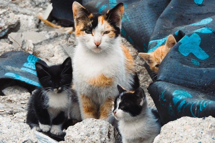 Apakah Induk Kucing Masih Mengingat Anaknya Setelah Berpisah Lama?