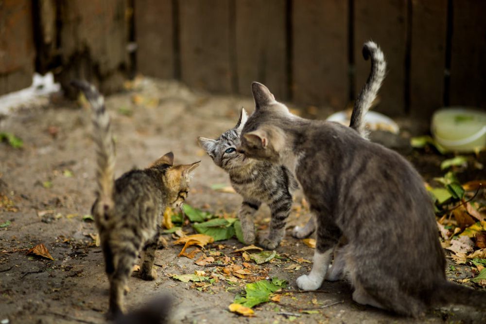 Apakah Induk Kucing Masih Mengingat Anaknya Setelah Berpisah Lama?