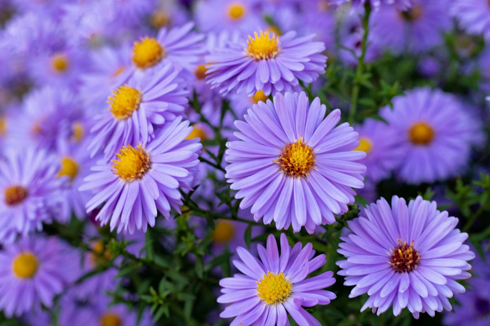 10 Rekomendasi Bunga Warna Ungu, Cantik untuk Kebun Kamu 